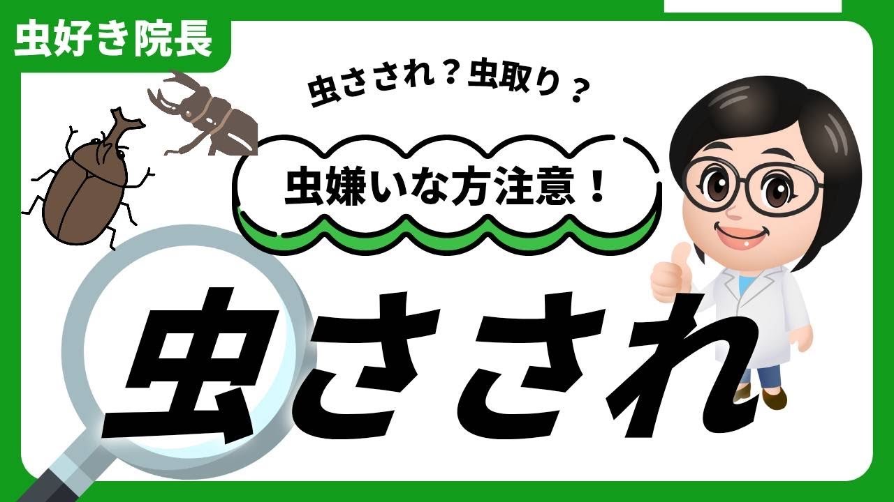 【こはく皮フ科・豊田市で休日の皮膚科】女性院長による虫刺されの解説（土日祝診療）虫取りのことも？！【カブトムシ・クワガタムシ】